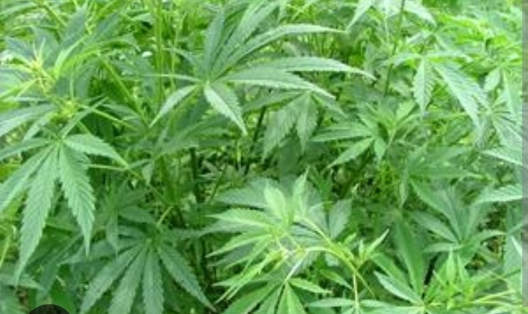 दिल्ली में 10 किलोग्राम से ज्यादा गांजा बरामद…